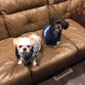 Meet your Posher, Carman